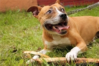 Ищет нового хозяина! - Изображение #3, Объявление #1110111