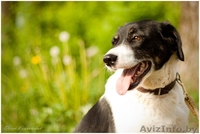 Кареглазая красотка В ДАР! - Изображение #2, Объявление #1103707