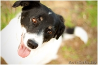 Кареглазая красотка В ДАР! - Изображение #3, Объявление #1103707