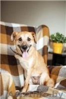 Трогательная Апельсинка ищет заботливого хозяина! - Изображение #6, Объявление #1098151