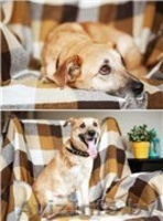 Трогательная Апельсинка ищет заботливого хозяина! - Изображение #1, Объявление #1098151