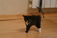 Котята в дар в добрые руки! - Изображение #2, Объявление #1102078