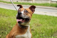 Ищет нового хозяина! - Изображение #5, Объявление #1110111