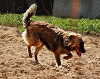 Метис шелти  дар - Изображение #1, Объявление #1105605