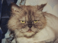Персидский кот Бакс в добрые руки - Изображение #3, Объявление #1100106