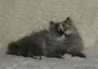 Персидская девочка - Изображение #1, Объявление #1105411