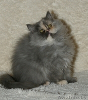 Персидская девочка - Изображение #2, Объявление #1105411