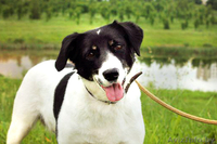 Кареглазая красотка В ДАР! - Изображение #1, Объявление #1103707