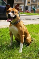 Ищет нового хозяина! - Изображение #1, Объявление #1110111