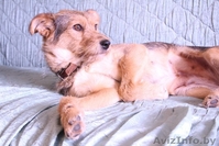 Алая - принцесса ищет семью! - Изображение #7, Объявление #1105589