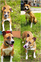 Прекрасная Шеда. Ищет того, кому нужен Друг. Настоящий. - Изображение #2, Объявление #1101585