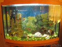 Аквариум (60л.) - Изображение #2, Объявление #1112062