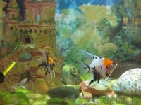 Аквариум (60л.) - Изображение #4, Объявление #1112062