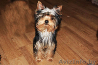 Йорширский терьер - Изображение #1, Объявление #1106016
