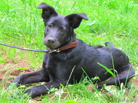 Найдочка ищет дом - Изображение #2, Объявление #1112173