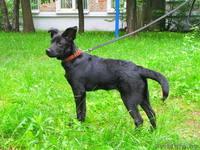 Найдочка ищет дом - Изображение #3, Объявление #1112173