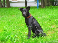 Найдочка ищет дом - Изображение #1, Объявление #1112173