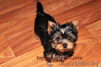 Йорширский терьер - Изображение #2, Объявление #1106016