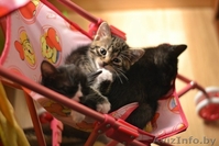 Котята в дар в добрые руки! - Изображение #3, Объявление #1102078