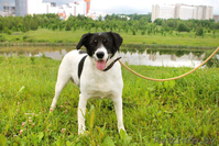 Кареглазая красотка В ДАР! - Изображение #4, Объявление #1103707