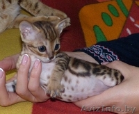 мраморные бенгальские котята - Изображение #4, Объявление #1089396
