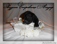 элитные щенки кане корсо - Изображение #4, Объявление #1106342