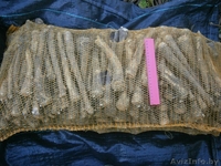 Продаю хрен обыкновенный оптом (лат. Armoracia rusticana) - Изображение #1, Объявление #1101465