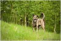 Тигровая красавица в дар - Изображение #5, Объявление #1103726