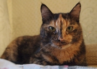 Зара - самостоятельная кошка интересного окраса в добрые руки - Изображение #1, Объявление #1100127