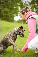 Тигровая красавица в дар - Изображение #3, Объявление #1103726