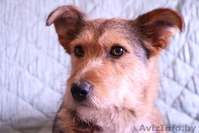 Алая - принцесса ищет семью! - Изображение #4, Объявление #1105589