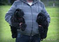 Чудо для детей- американский кокер - Изображение #5, Объявление #1074698