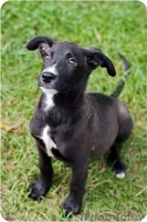 Щенки в дар! СРОЧНО!! - Изображение #1, Объявление #1108733