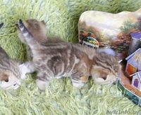 британсие котята редких окрасов - Изображение #9, Объявление #1124616