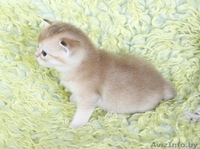 британсие котята редких окрасов - Изображение #10, Объявление #1124616