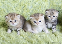 британсие котята редких окрасов - Изображение #1, Объявление #1124616