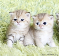 британсие котята редких окрасов - Изображение #2, Объявление #1124616