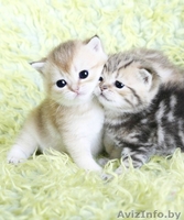 британсие котята редких окрасов - Изображение #3, Объявление #1124616