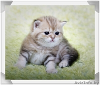 британсие котята редких окрасов - Изображение #5, Объявление #1124616