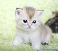 британсие котята редких окрасов - Изображение #6, Объявление #1124616