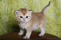 британсие котята редких окрасов - Изображение #7, Объявление #1124616