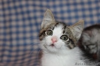 ласковые игривые котята 2 мес в дар - Изображение #1, Объявление #1124234