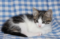 ласковые игривые котята 2 мес в дар - Изображение #3, Объявление #1124234