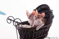 Котенок корниш рекс из питомника CUTIE COIL - Изображение #4, Объявление #1124290