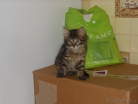 Миленькие котята в добрые руки - Изображение #1, Объявление #1121883