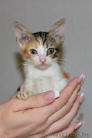 Миниатюрная девочка в дар!!! - Изображение #2, Объявление #1122127