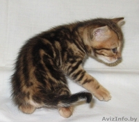 Бенгальские котята мраморного окраса - Изображение #2, Объявление #1122661