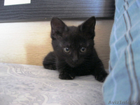 Домашний чёрный котёнок 2 месяца - Изображение #5, Объявление #1125051