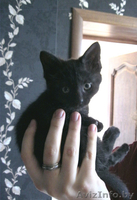 Домашний чёрный котёнок 2 месяца - Изображение #2, Объявление #1125051