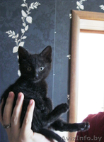 Домашний чёрный котёнок 2 месяца - Изображение #3, Объявление #1125051